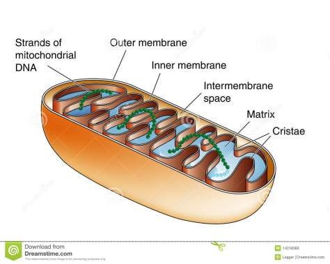 mitochondria-14218389