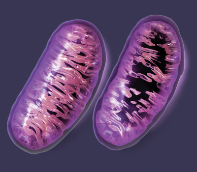 Mitochondrial-Damage-Big-Pharma-400x350